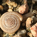 Caracol Espiral Aplanado - Photo (c) Damon Tighe, algunos derechos reservados (CC BY-NC), subido por Damon Tighe