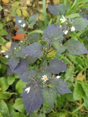 Solanum nigrum