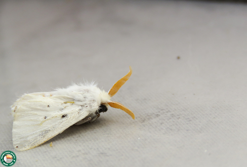 Norape undulata