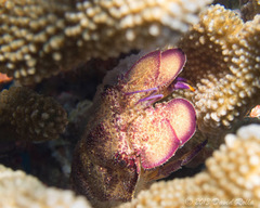 Scyllarides squammosus