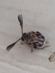 Megacerus cubiculus