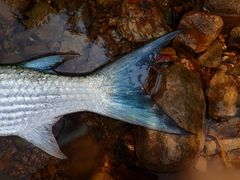 Bluetail Mullet photo 2