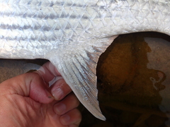 Bluetail Mullet photo 4