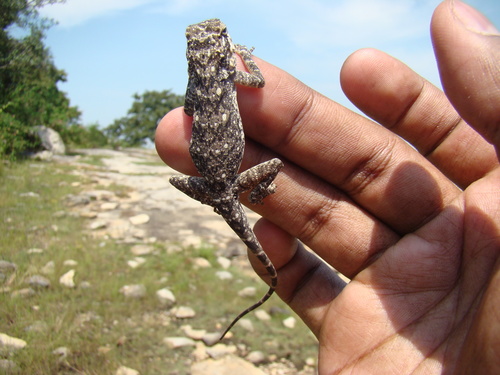 Peninsular Rock Agama, Psammophilus dorsalis