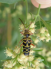 Megacyllene robiniae