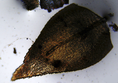 Pseudisothecium cristatum