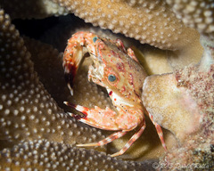 Goniosupradens hawaiensis