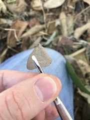 Nhambikuara cerradensis