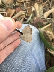 Nhambikuara cerradensis