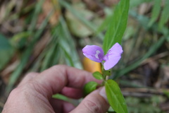 Dicliptera tinctoria
