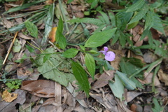 Dicliptera tinctoria