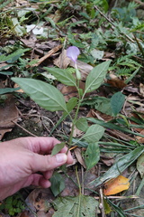 Dicliptera tinctoria