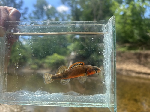 Stippled darter (Etheostoma punctulatum) — Percidae