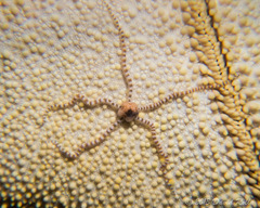 Ophiactis