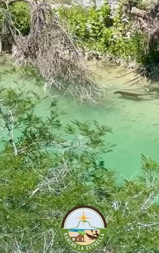 Northern Neotropical River Otter