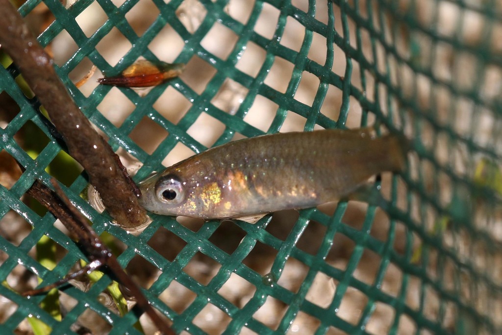 Korthaus's killifish (Nothobranchius korthausae) — Nothobranchiidae