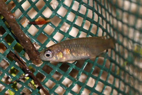 Korthaus's killifish (Nothobranchius korthausae) — Nothobranchiidae