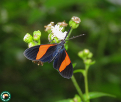 Callopepla emarginata