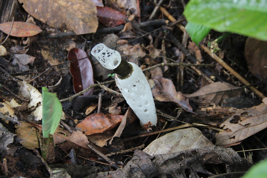 Staheliomyces cinctus · June 2013 · photo: © romainpboisseau (iNaturalist, cc-by-sa)