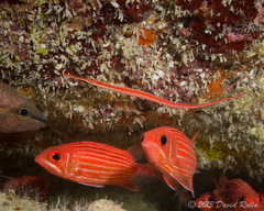 Dunckerocampus baldwini