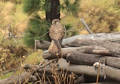 Falco tinnunculus canariensis