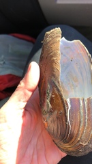 Anodonta oregonensis