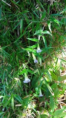 Tripterospermum lanceolatum