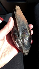 Anodonta oregonensis