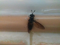 Hermetia illucens