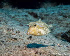 Reef Fish of the Hawaiian Islands · iNaturalist