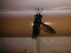 Hermetia illucens