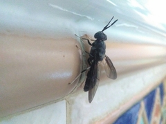 Hermetia illucens