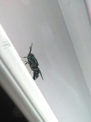 Hermetia illucens