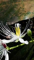Capparis micracantha