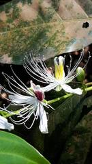 Capparis micracantha