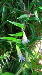 Tripterospermum lanceolatum