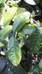 Capparis micracantha