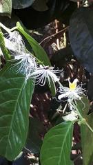 Capparis micracantha