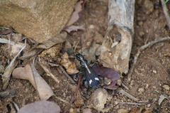 Cypholoba graphipteroides