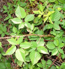 Rubus bertramii