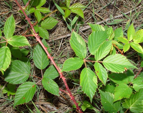 Bertram's bramble (Rubus bertramii)