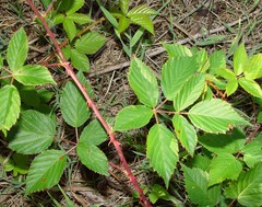 Rubus bertramii