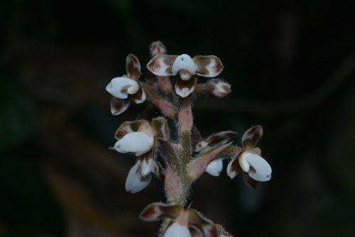 Hetaeria