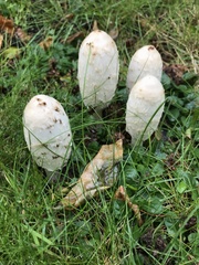 Coprinus comatus