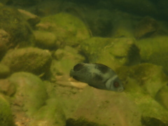 Plectorhinchus gibbosus