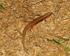 Rondonops biscutatus