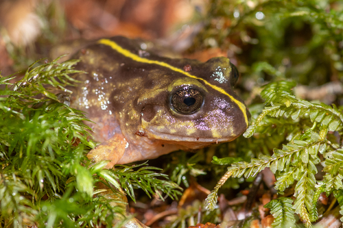 Emilio's Ground Frog, Eupsophus emiliopugini