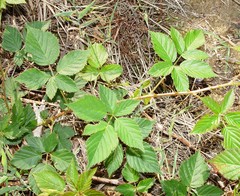 Rubus bertramii