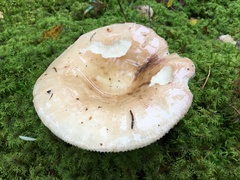 Russula fellea
