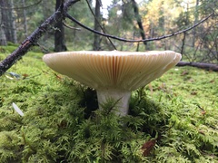 Russula fellea